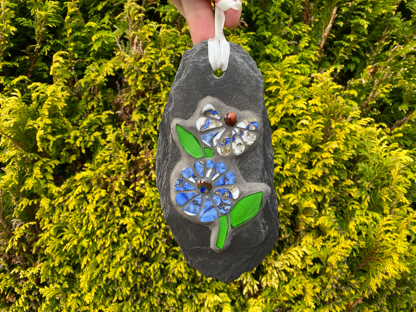 two cornflower blue and white flowers with bright green leaves in mosaic on a grey slate, hand held, hanging with an evergreen background