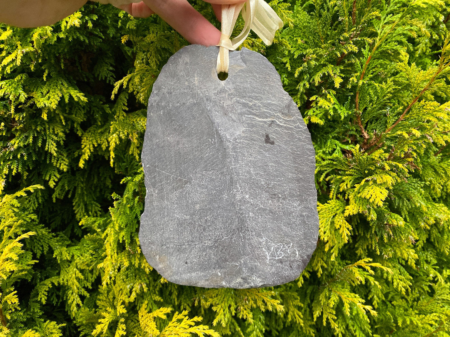 The reverse of a grey slate with a hole at the top and yellow ribbon. Shown against an evergreen tree